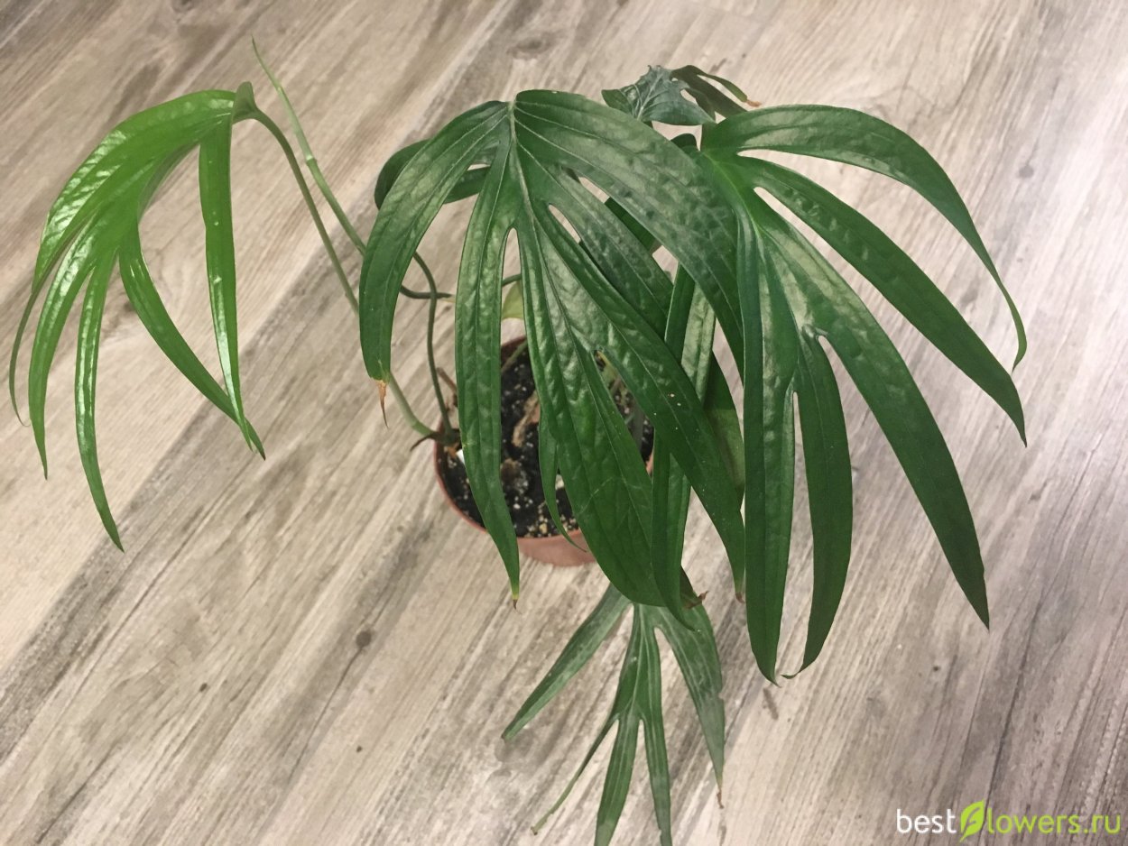 Эпипремнум Fish Bone