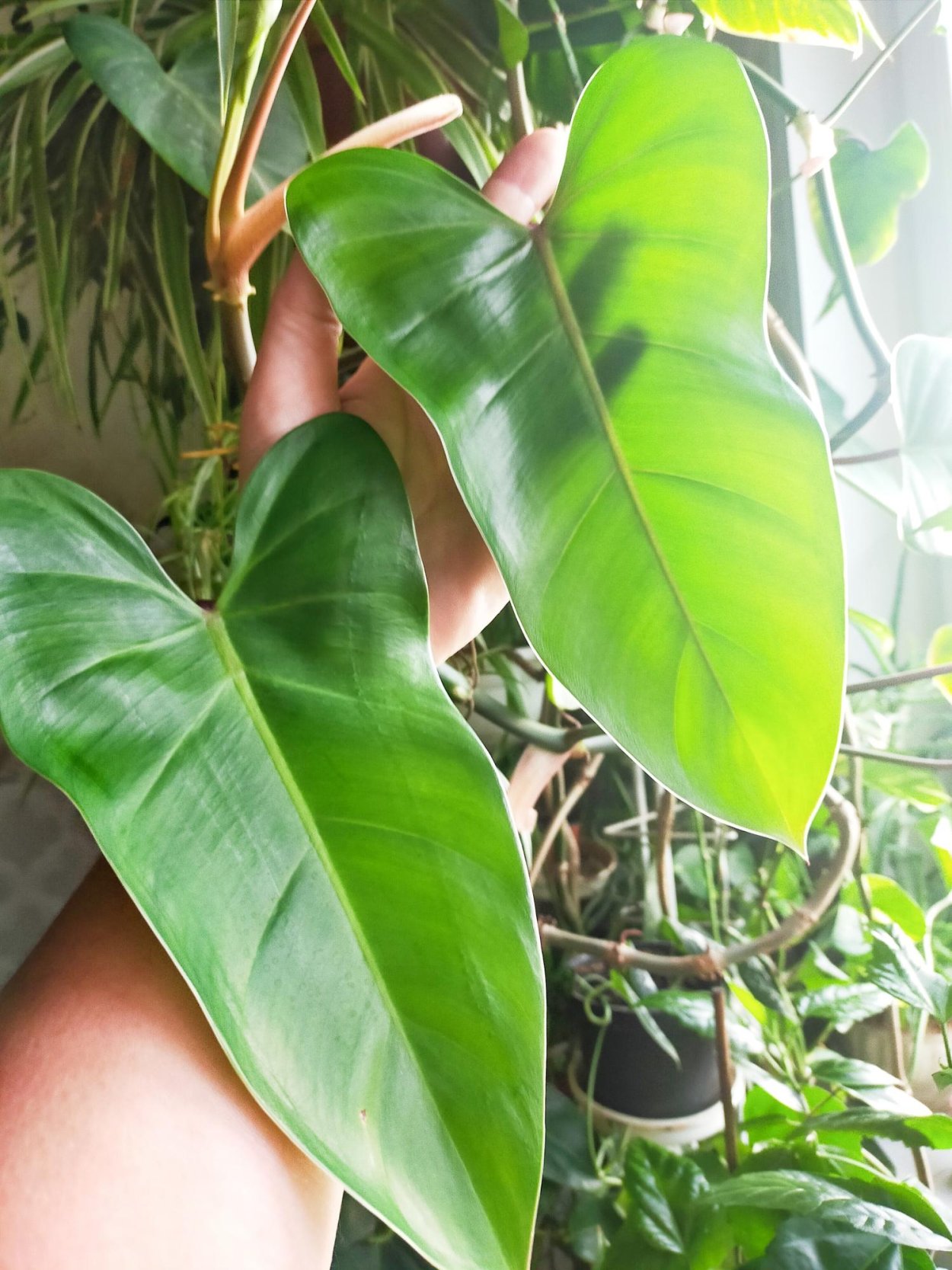 Филодендрон Сиам Санрайз