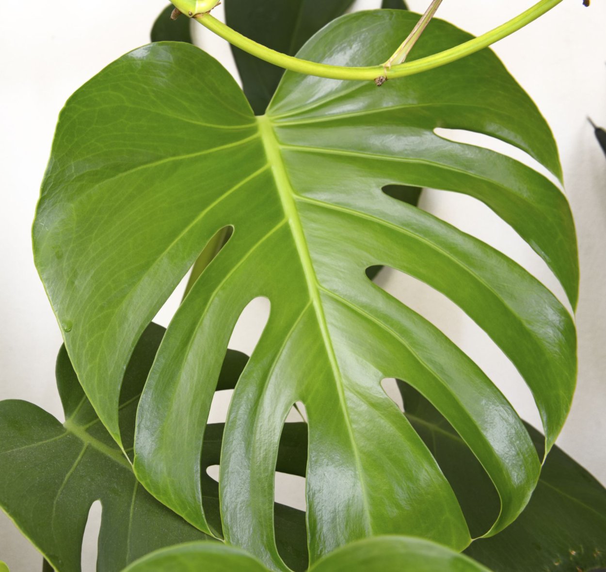 Филодендрон плющевидный