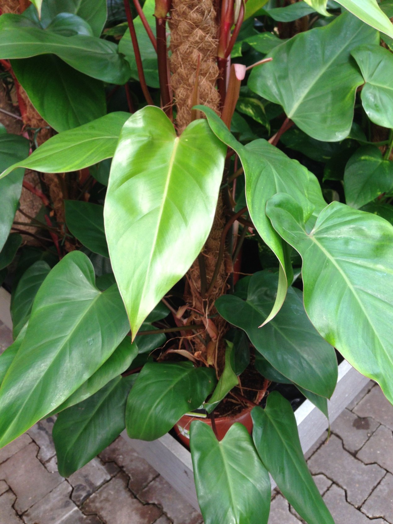 Филодендрон erubescens