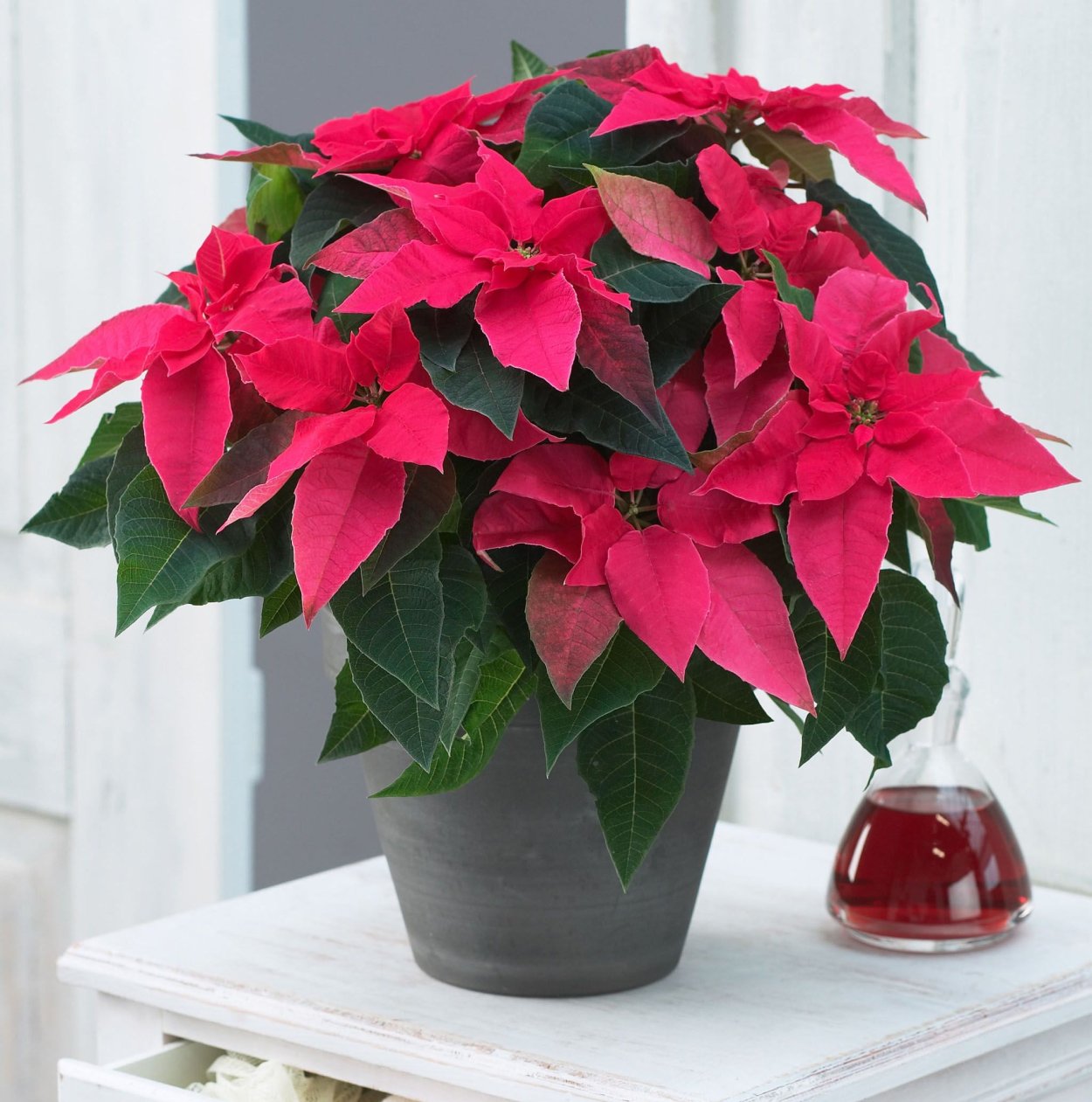 Пуансеттия Euphorbia pulcherrima