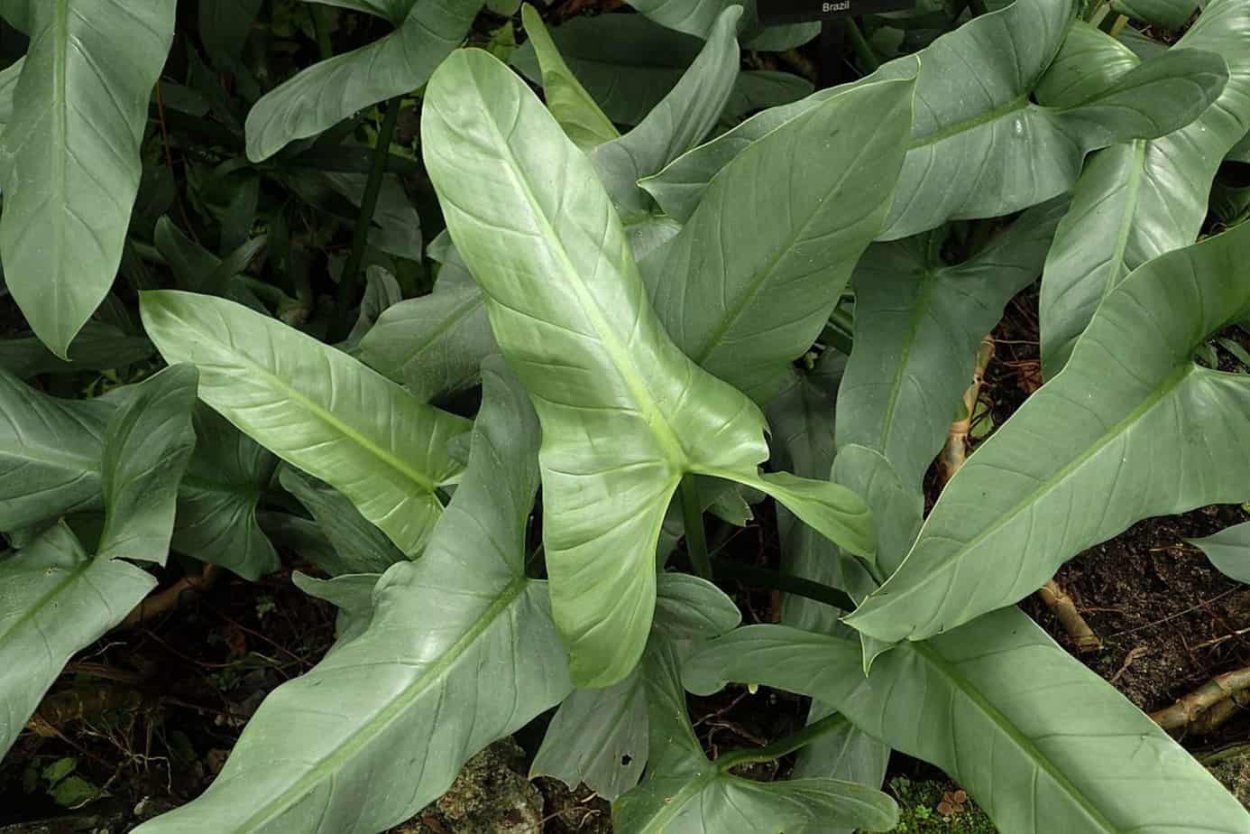 Филодендрон копьевидный