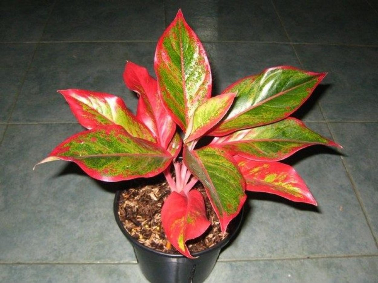 Аглаонема Бангкок Дрим