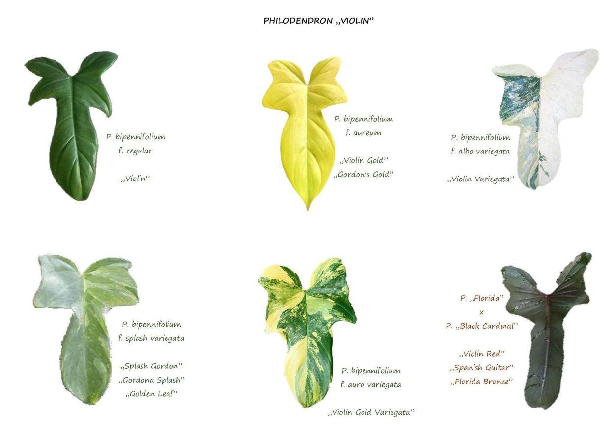 Филодендрон Виолин