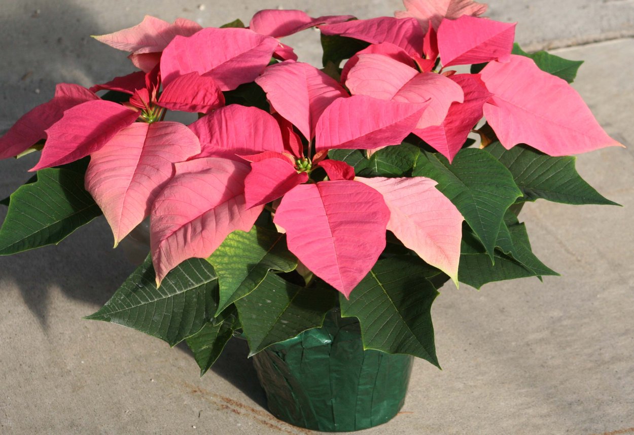 Пуансеттия розовая