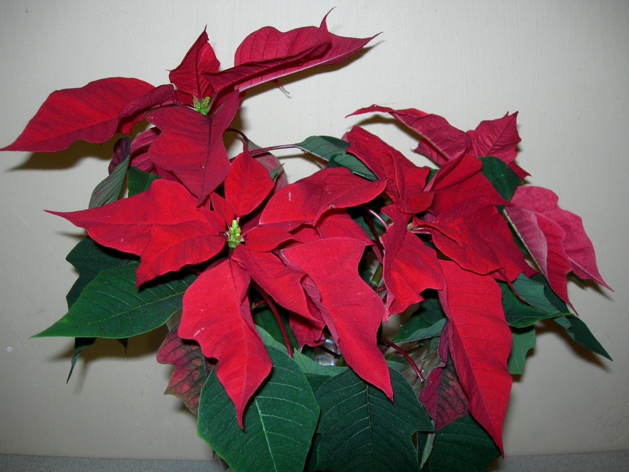 Пуансеттия Euphorbia pulcherrima