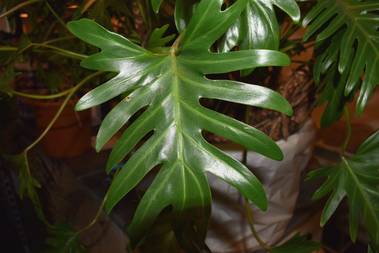 Филодендрон рассеченный