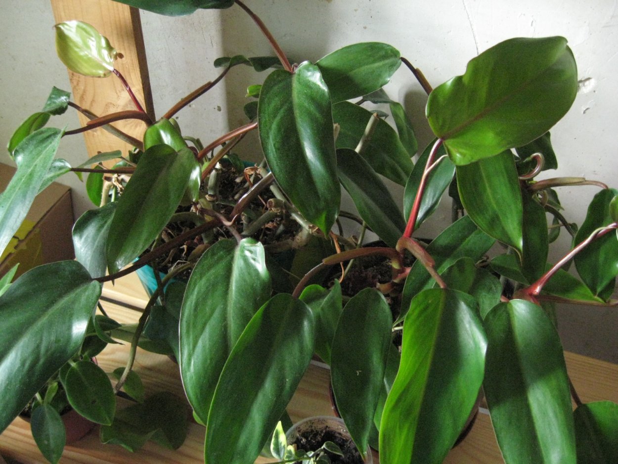 Филодендрон erubescens