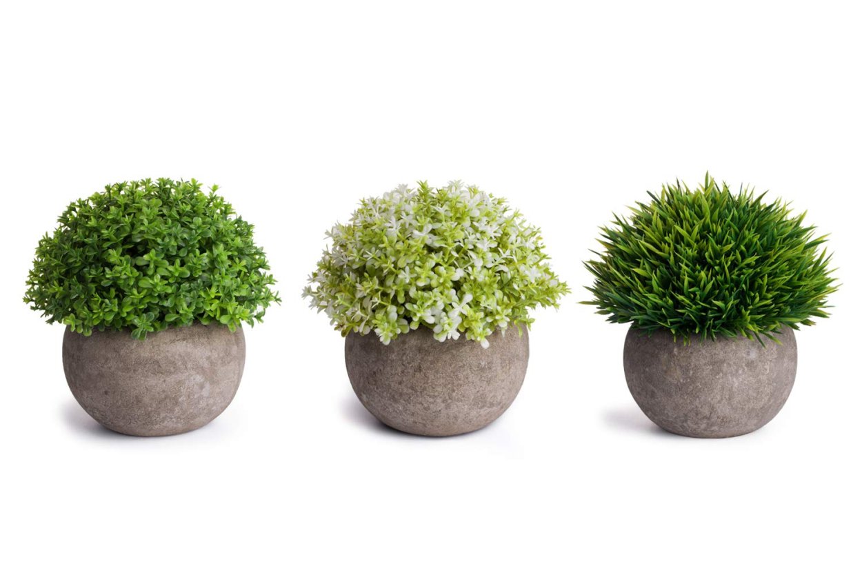 Декоративное растение в горшке