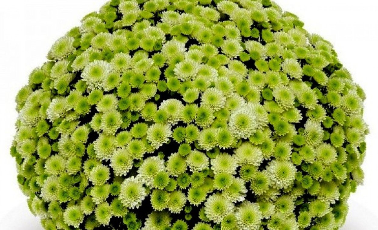 Primo pistache Хризантема мультифлора