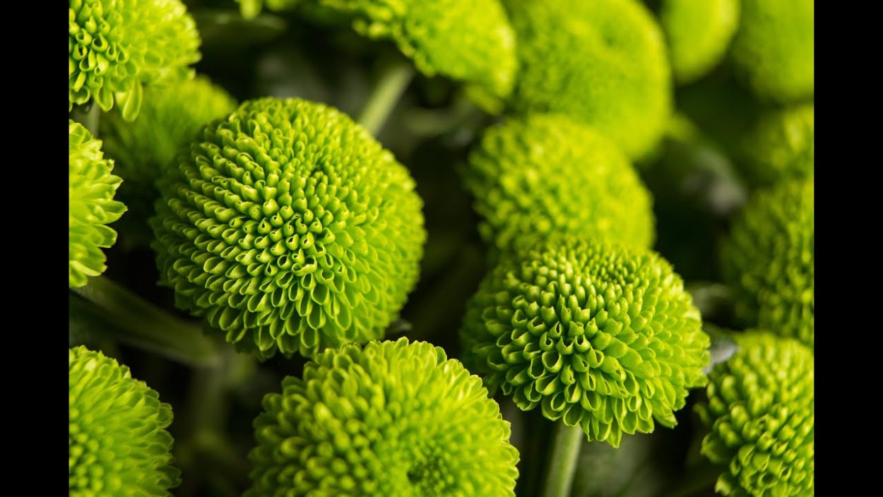 Хризантема Астро зеленая