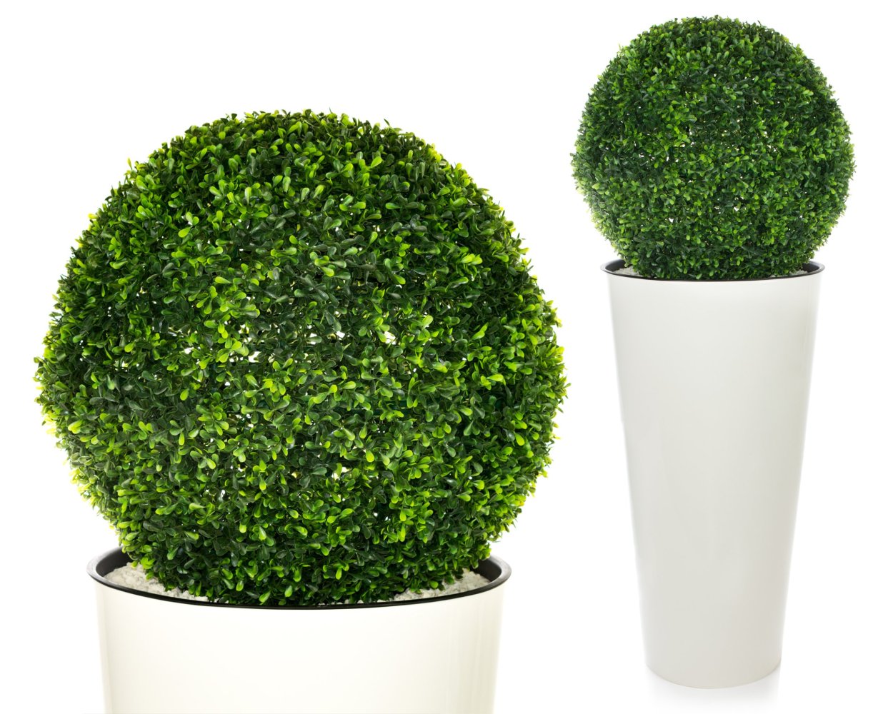 Буксус шаровидный