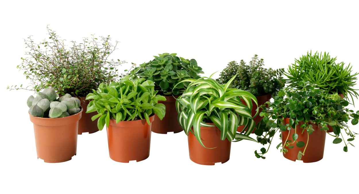 Плант микс подвесной d17 h25