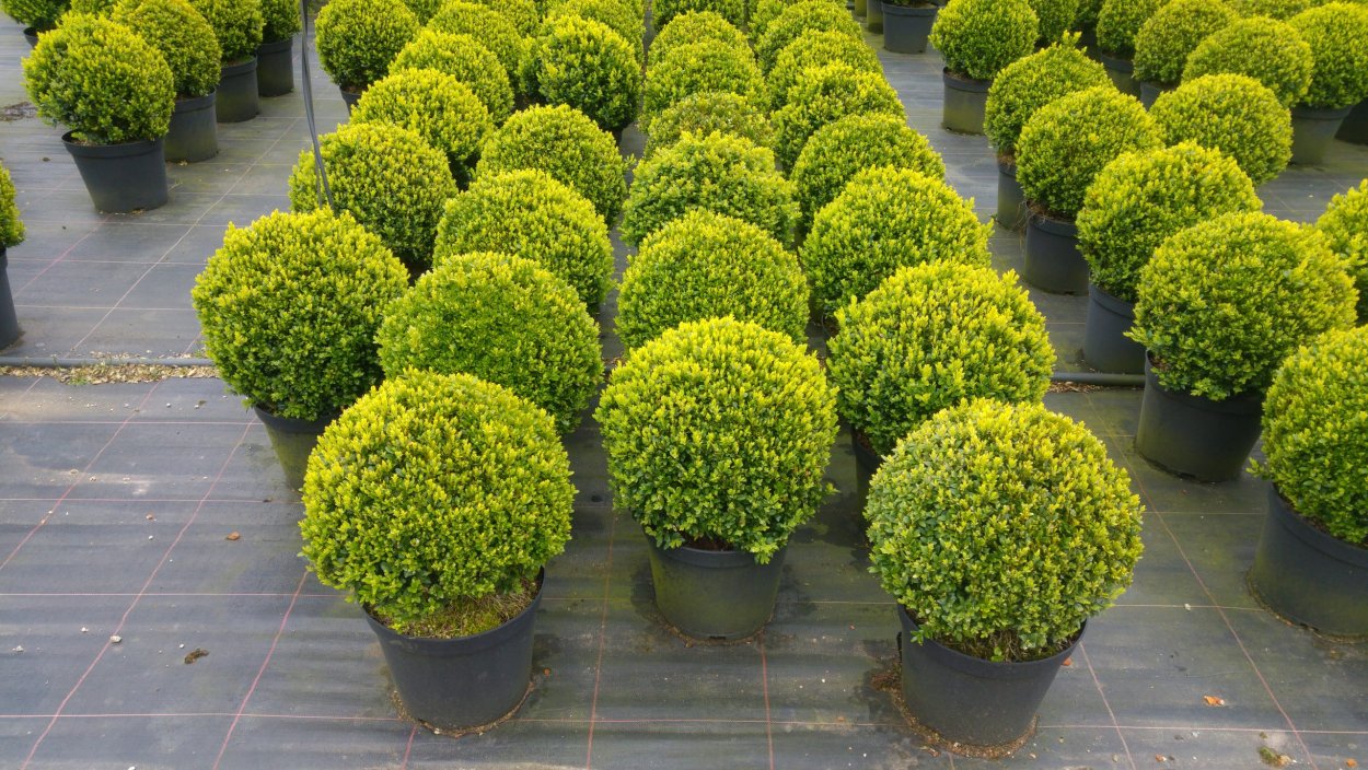 Самшит вечнозеленый Buxus sempervirens