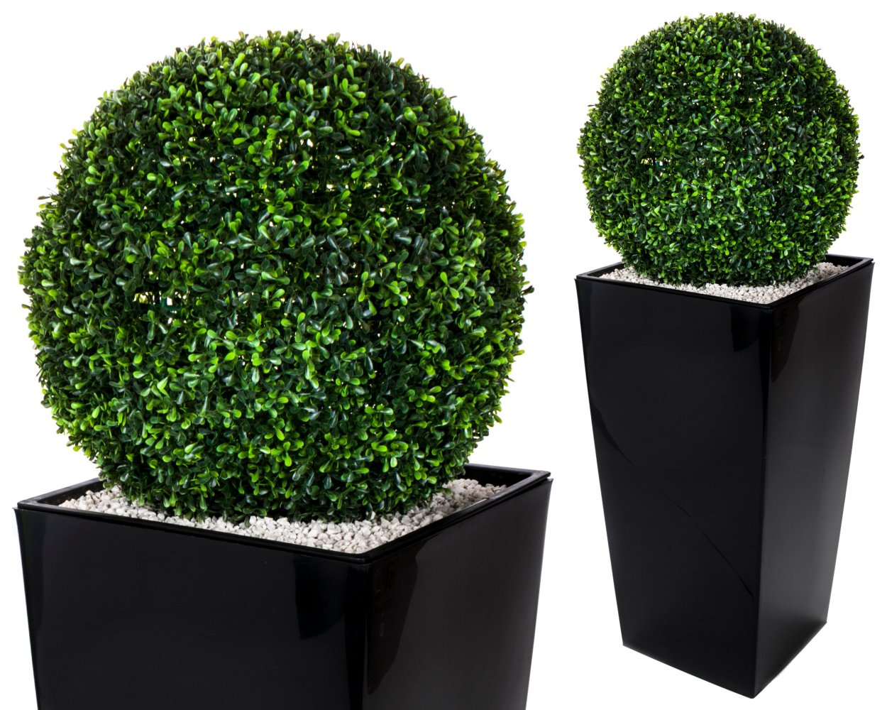 Самшит шаровидный