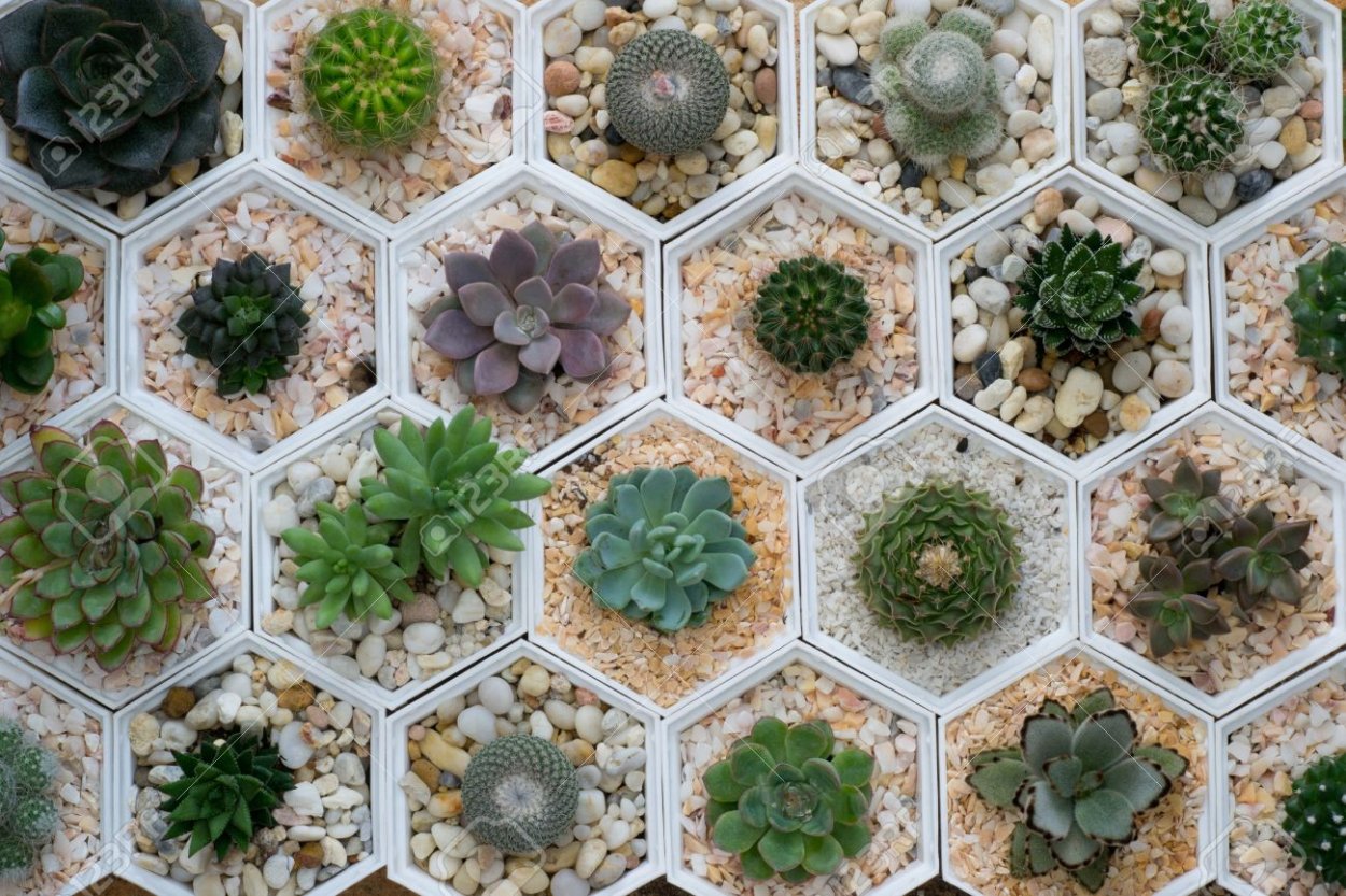 Стебельные Суккуленты