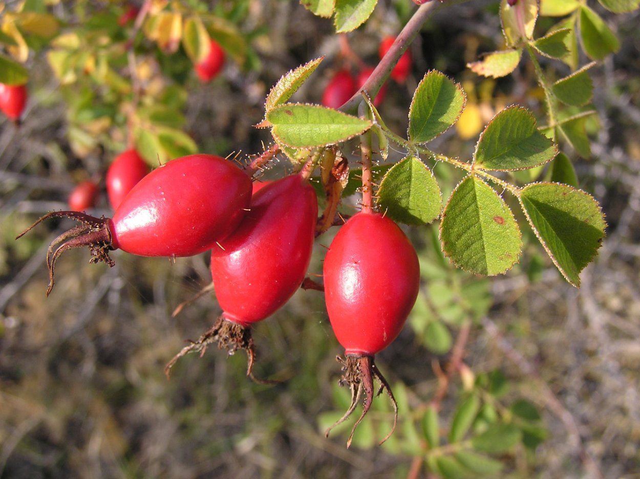 Шиповник Титан