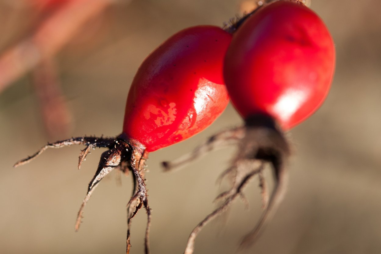 Цинародий шиповника