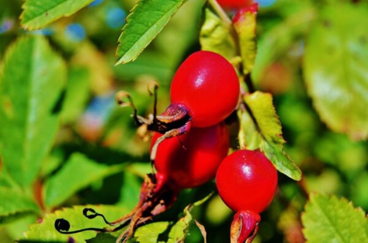 Шиповник плоды
