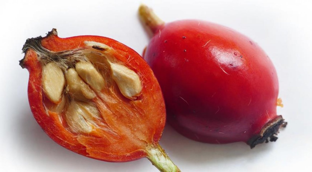 Плод цинародий шиповника