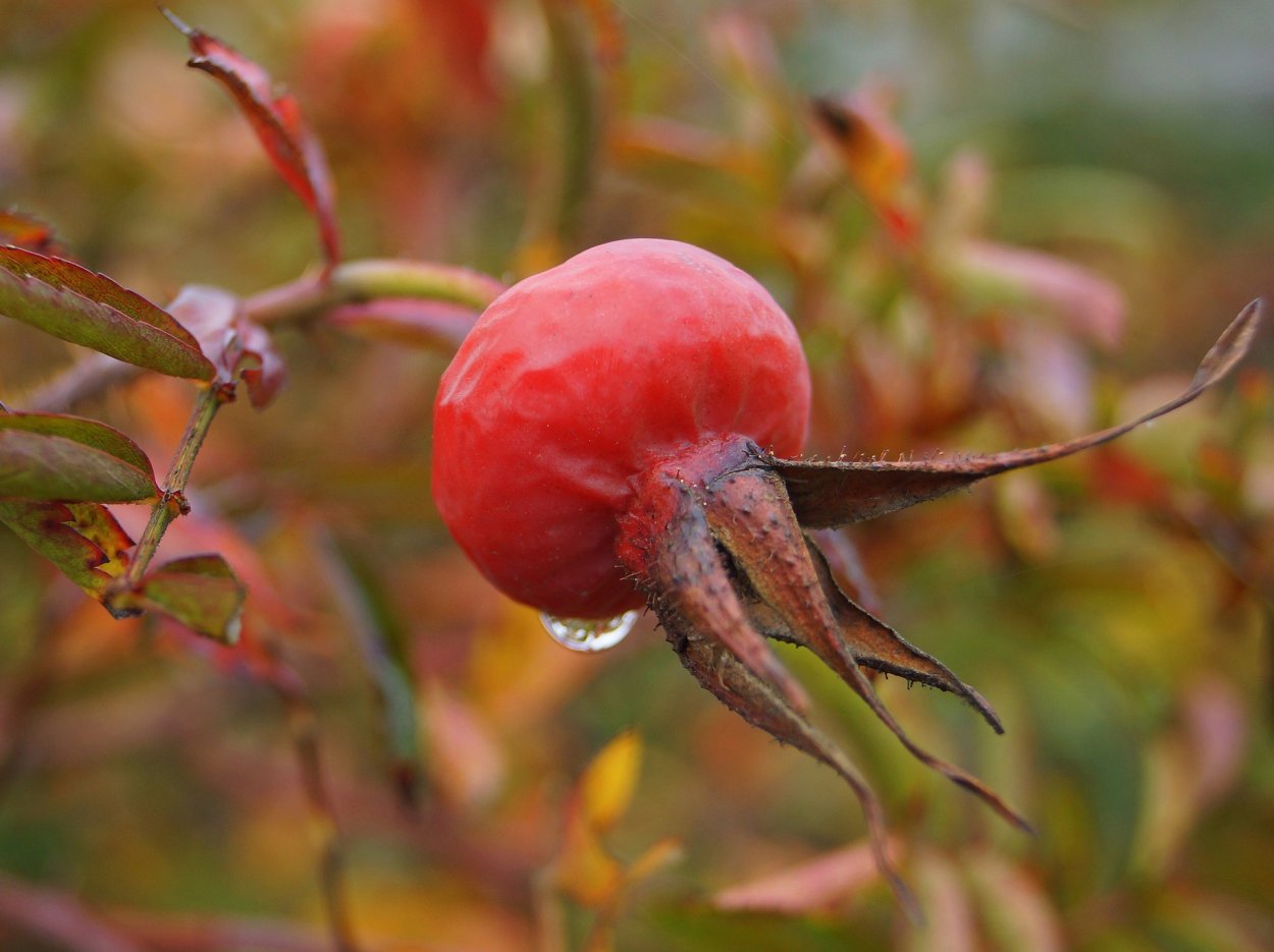 Шиповник Майский плоды