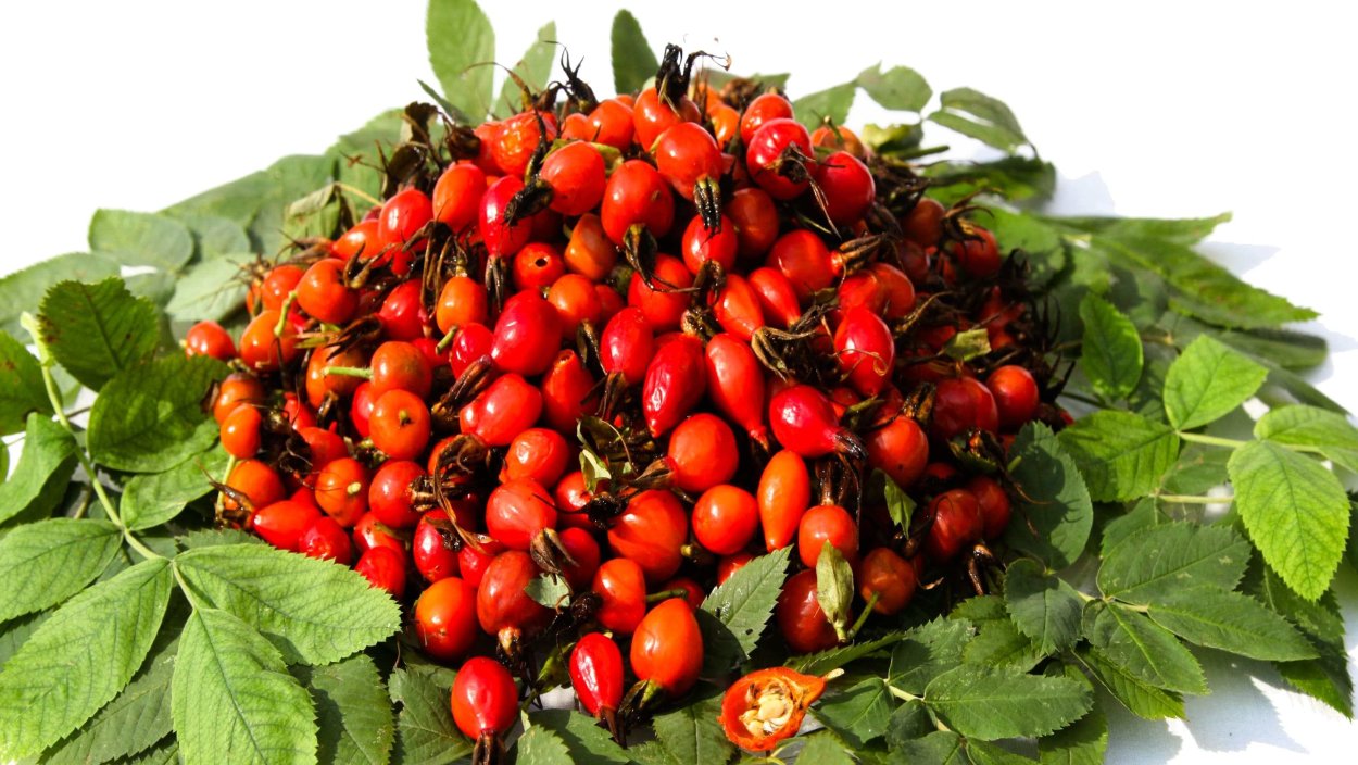 Шиповник лекарственный