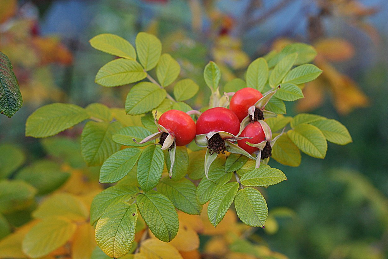 Шиповник куст листья