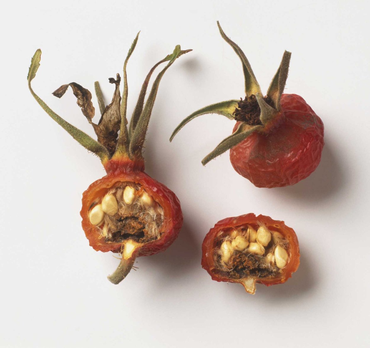 Шиповник иглистый семена