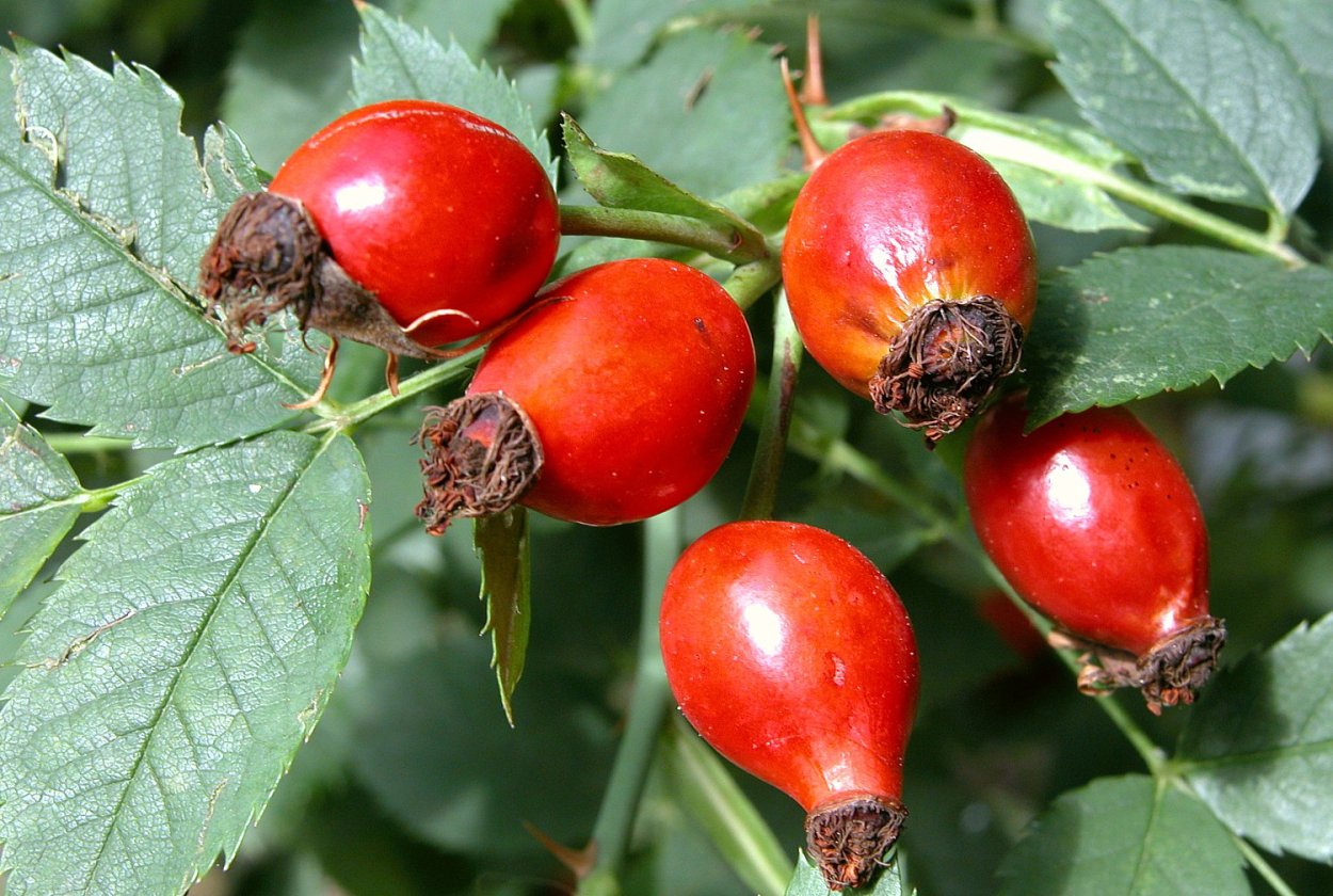 Туркменский шиповник