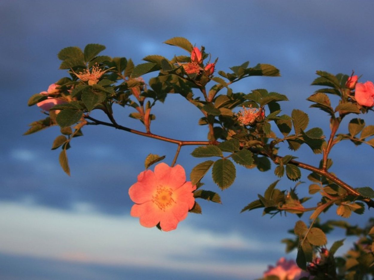 Шиповник куст оранжевый розы