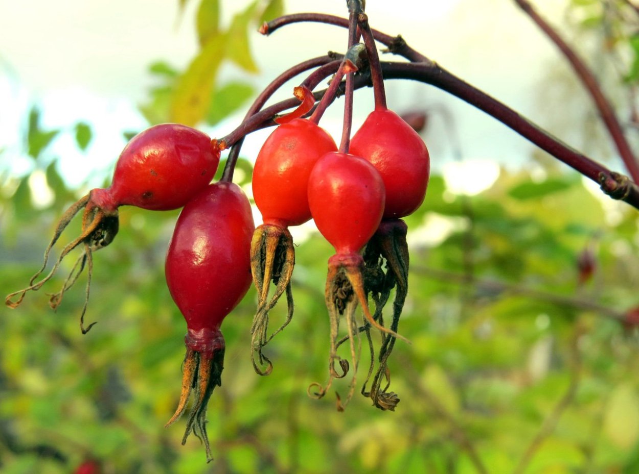 Шиповник Рубин