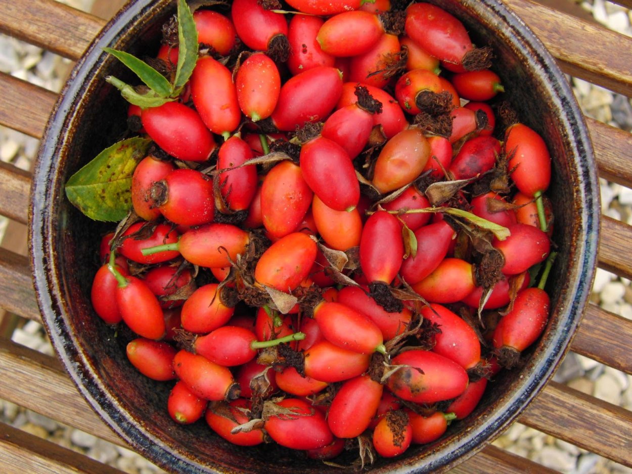 Плодов шиповника