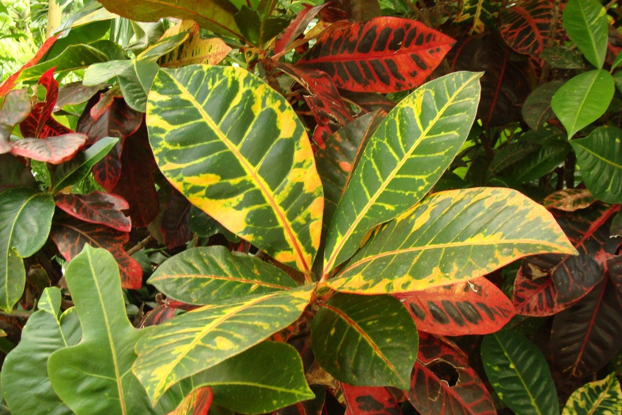 Кротон пестролистный