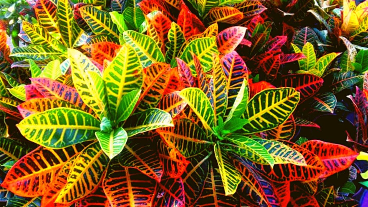 Цветок Кодиеум Кротон