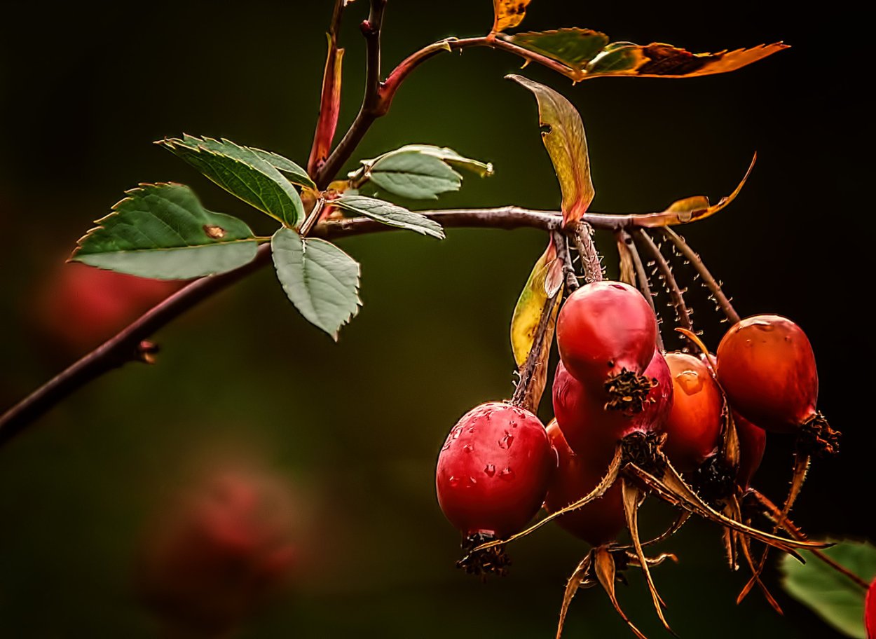 Шиповник Майский Эстетика