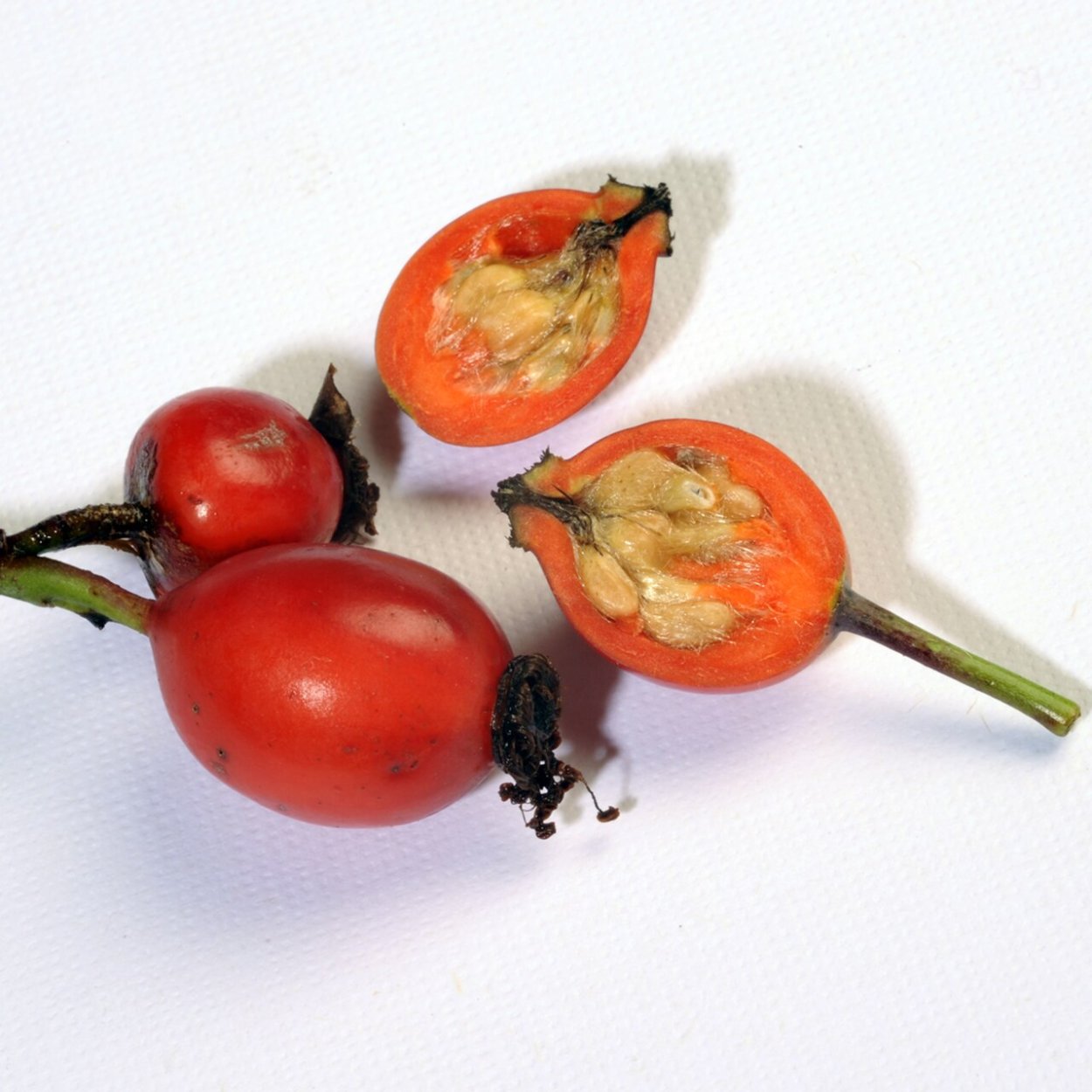 Шиповник плоды