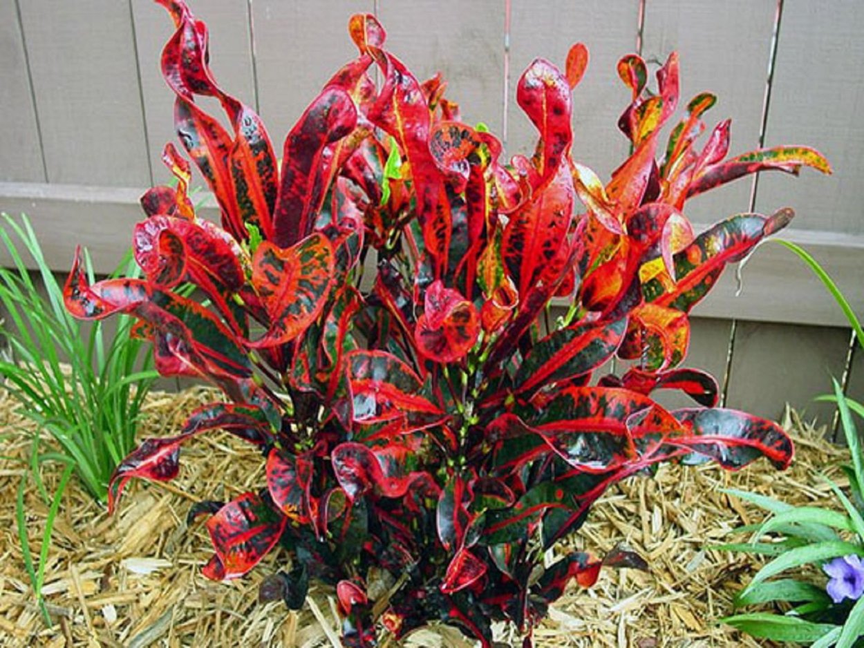 Кодиеум Мамми