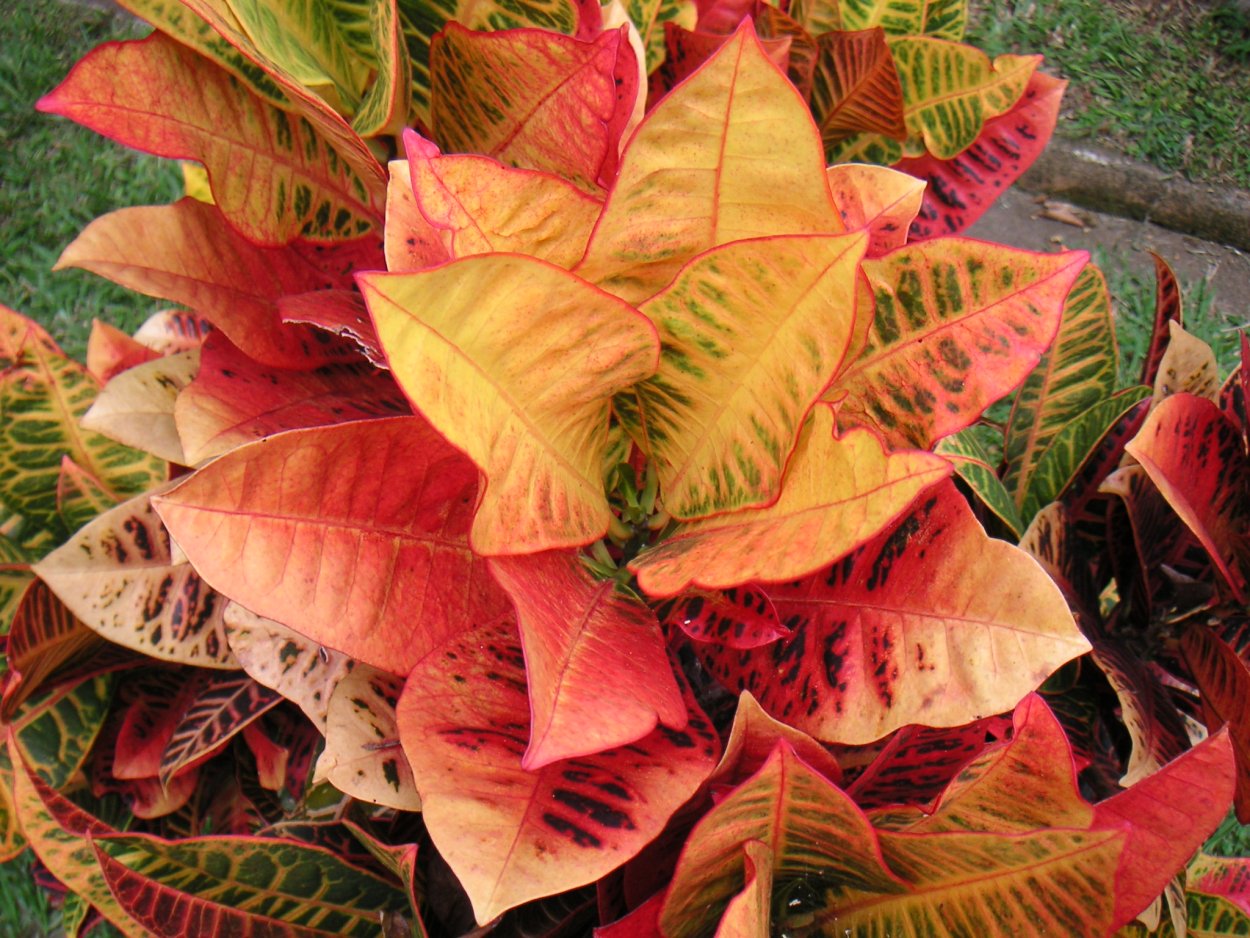 Цветок с разноцветными листьями