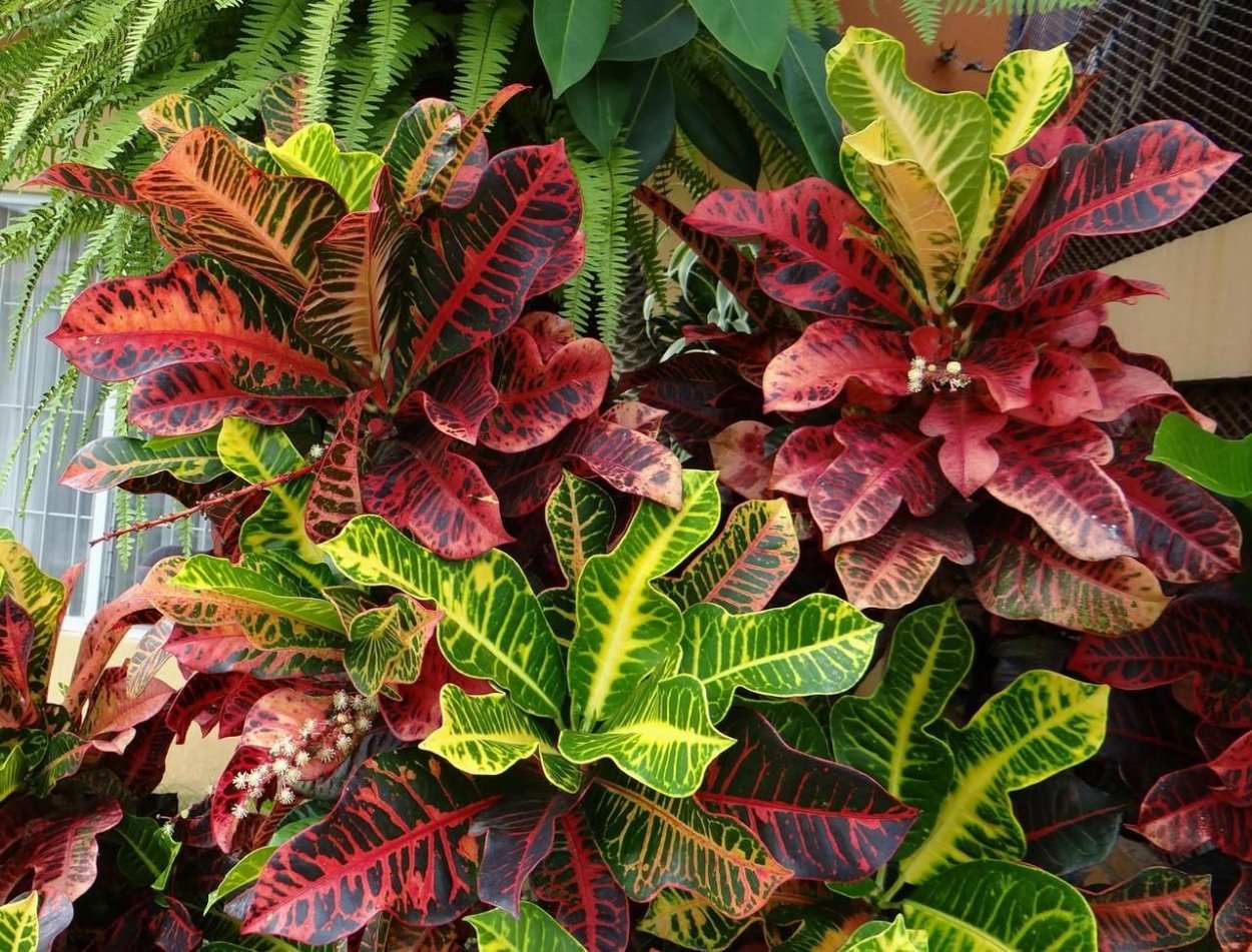 Каладиум Кротон