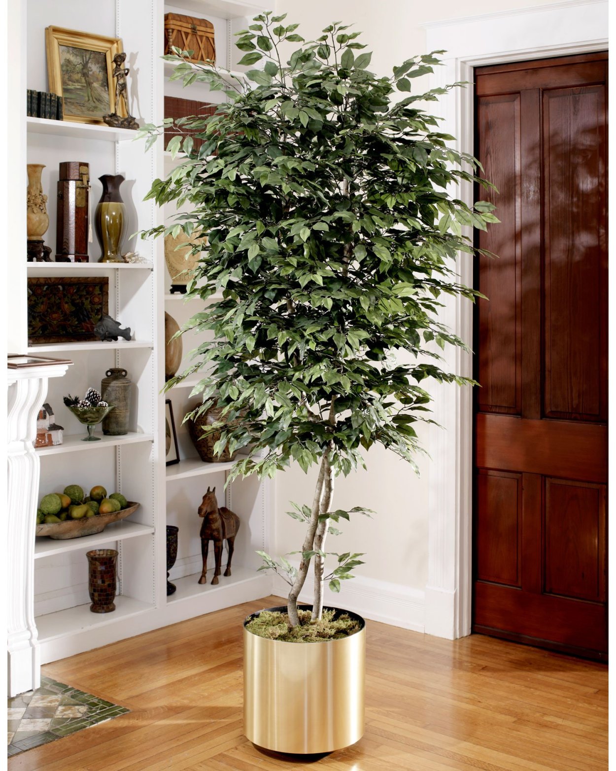 Фикус крупномер