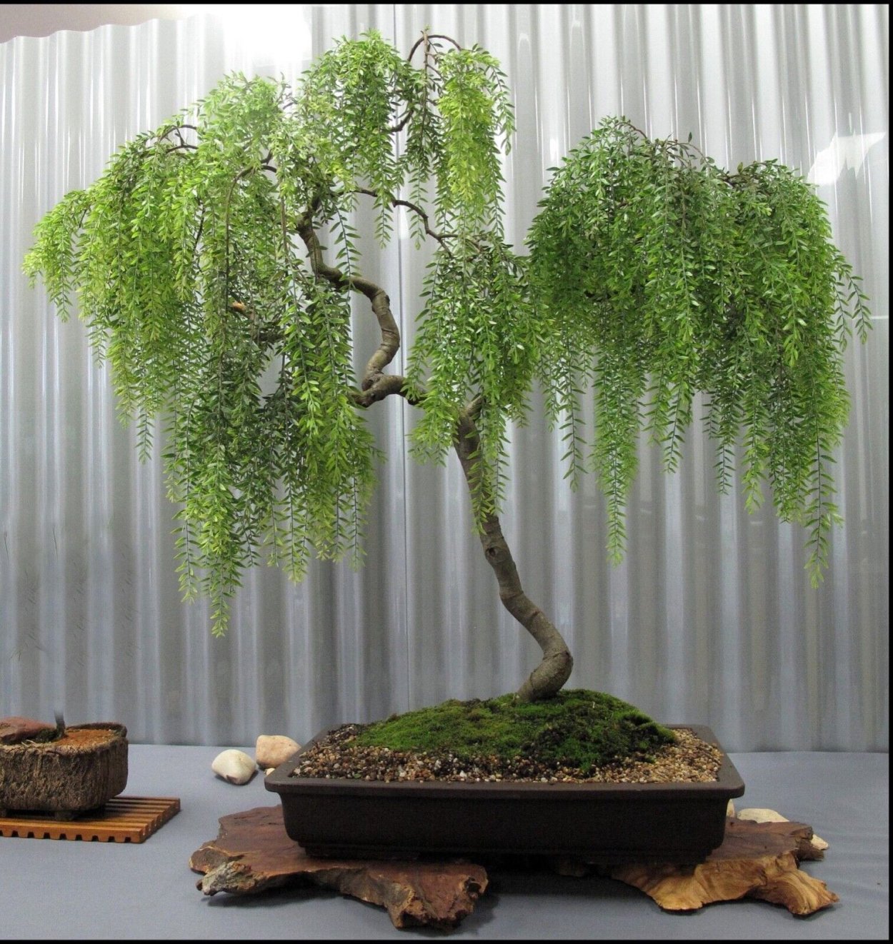 Верба бонсай