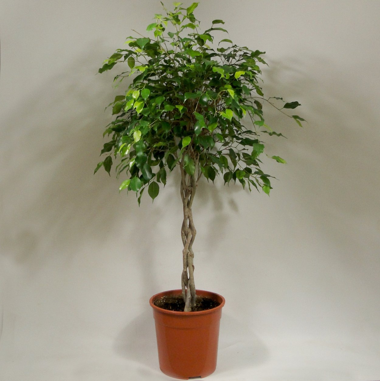 Фикус Бенджамина