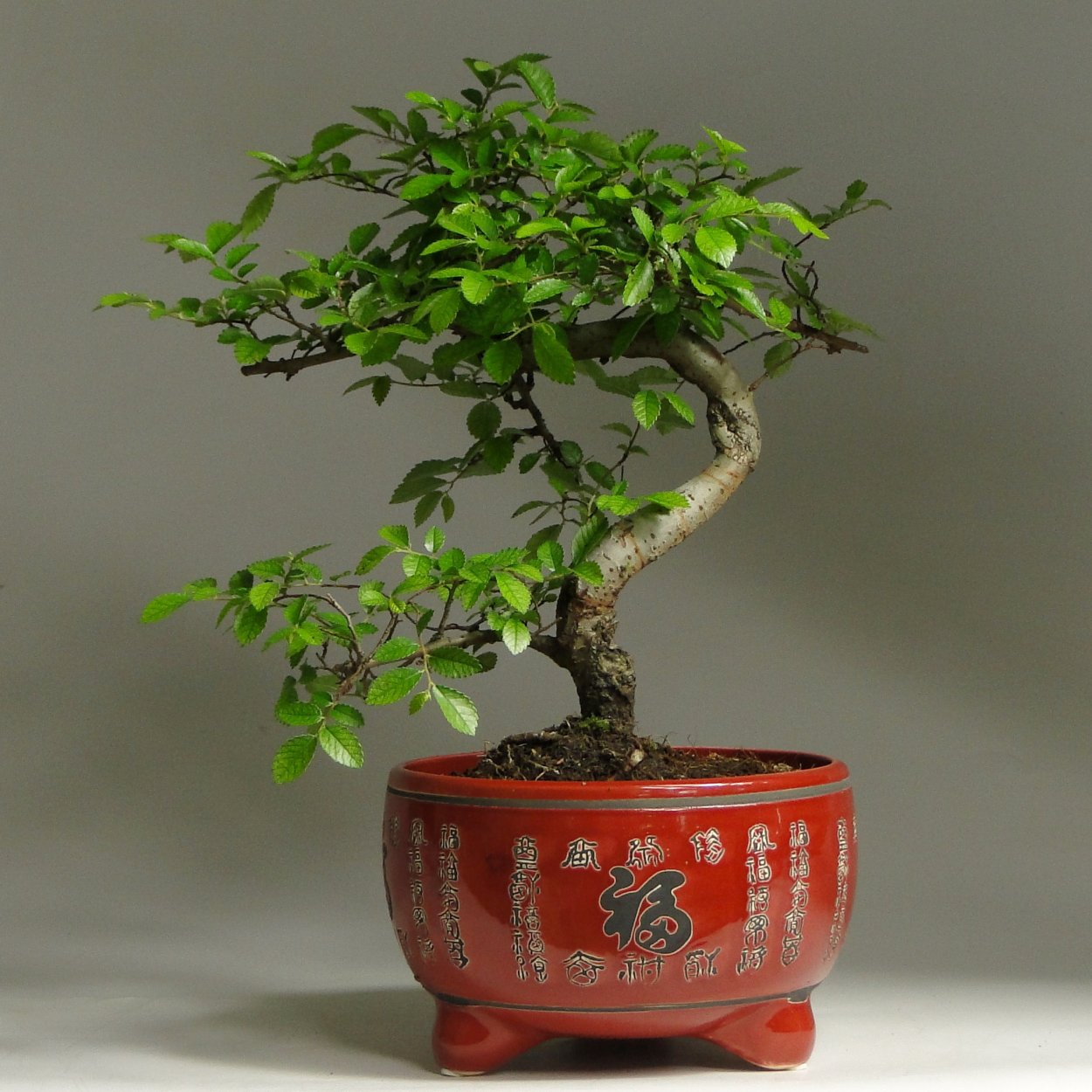 Бонсай карагач