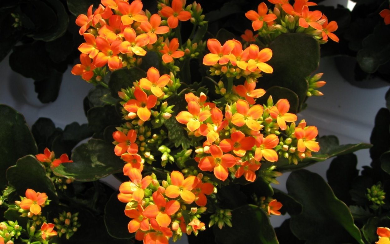 Каланхоэ Блоссфельда каландива