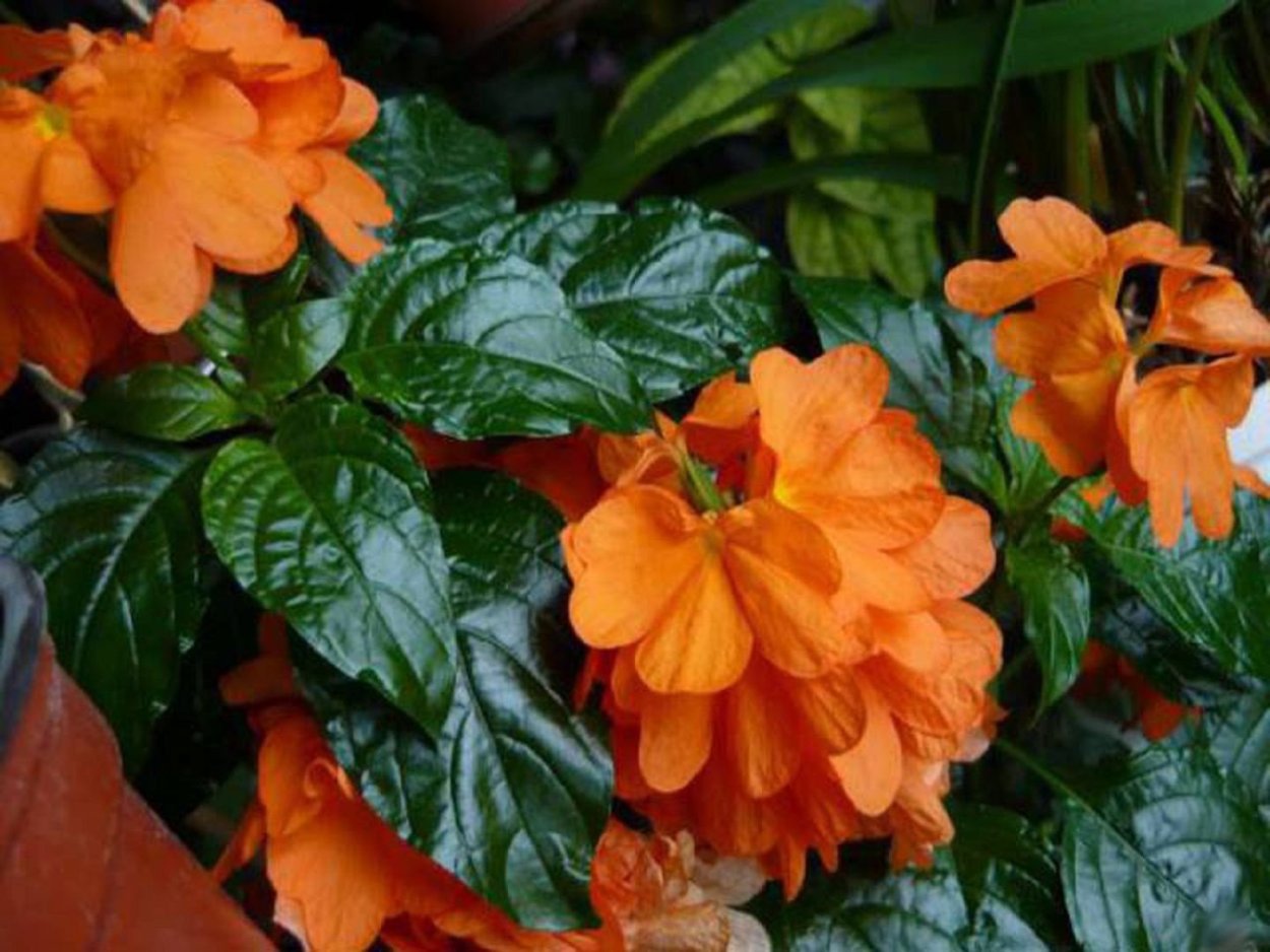 Кроссандра Тропик красная