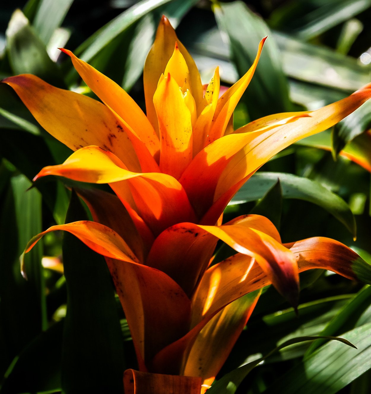 Оранжевый цветок комнатный