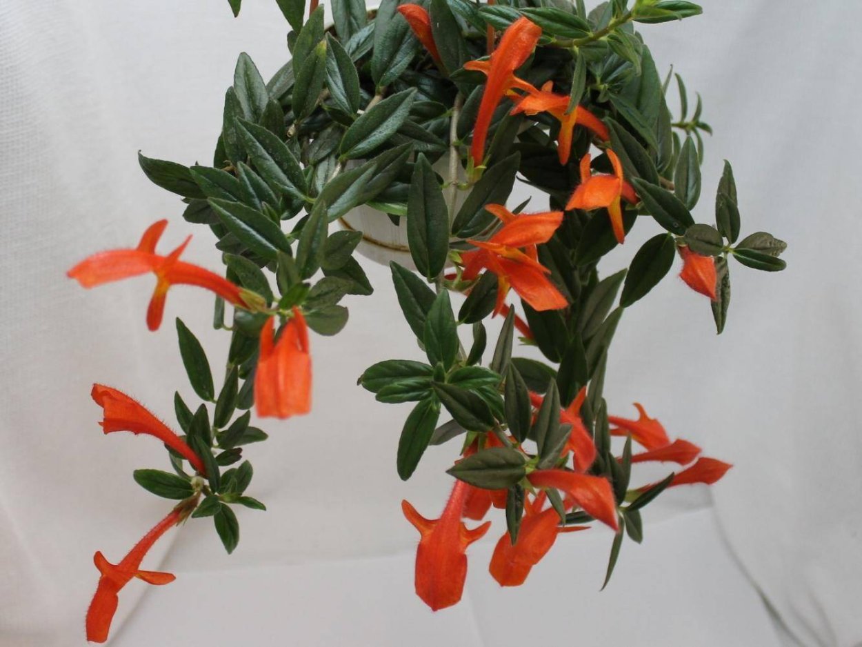 Колумнея Krakatau