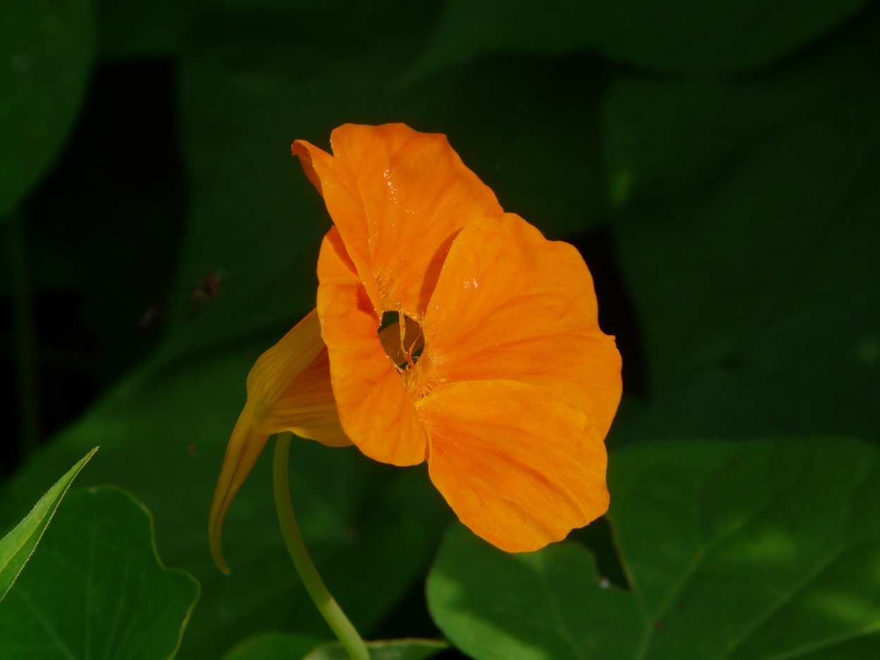 Tropaeolum majus
