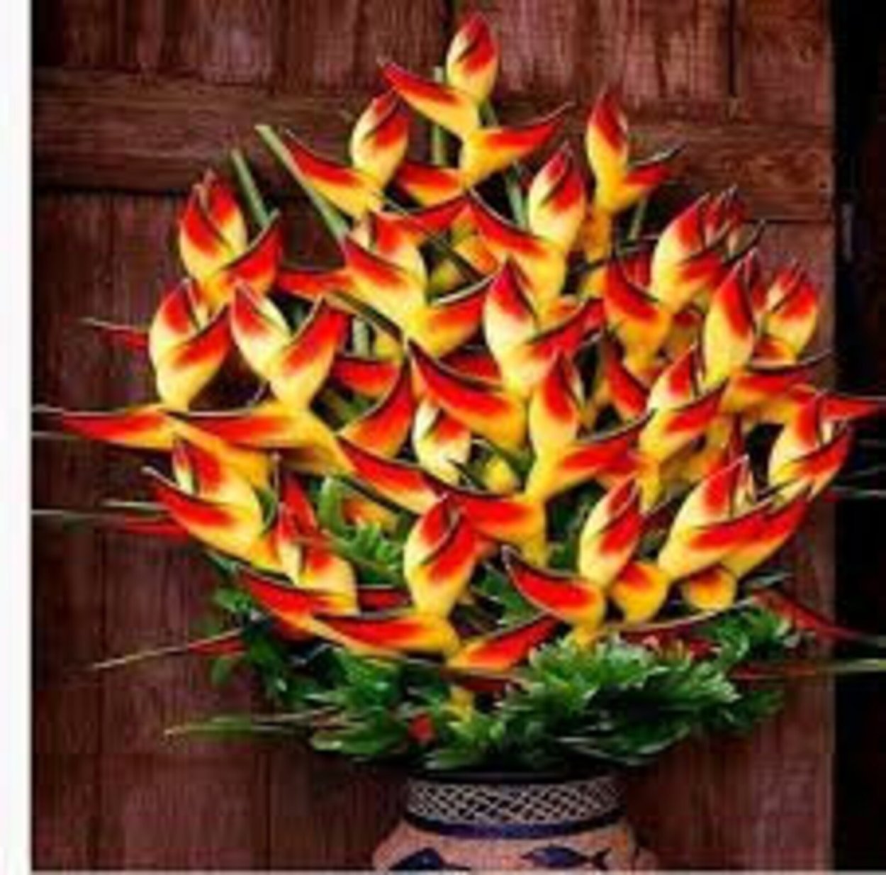 Стрелиция Королевская семена