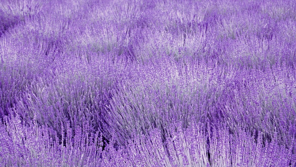 Самсунг Лаванда а72 лавандовый